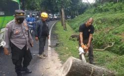 Jalur Denpasar Gilimanuk Sempat Macet akibat Pohon Tumbang, Antrean Mengular
