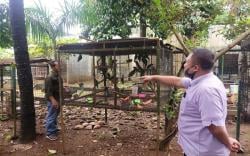 Polda Lampung Ungkap 3 Kasus Perdagangan Trenggiling dan Burung Dilindungi<