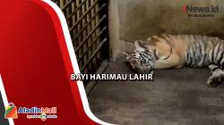 Jadi Daya Tarik Liburan Nataru, Bayi Harimau Lahir di TRMS Serulingmas Banjarnegara <