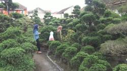 Penjual Pohon Cemara Natal di Parongpong KBB Kebanjiran Pesananan<