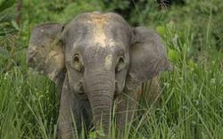 5 Hewan yang Bisa Mendeteksi akan Terjadinya Bencana Alam