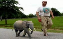 Asal-Usul Gajah Kerdil Kalimantan, Kisah Sultan Sulu dan Hadiah dari Jawa