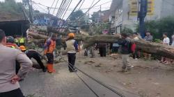 Pohon Tumbang Tutup Jalur Wisata Lembang KBB, Lalu Lintas Sempat Macet Parah<