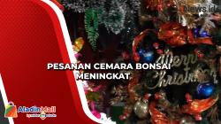 Permintaan Pohon Cemara Bonsai Meningkat Jelang Natal