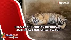 Lucunya Bayi Harimau Bengala yang Lahir di Taman Margasatwa Seruling Mas