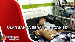 Diserang Ular Sanca Sepanjang 5 Meter, Bocah di Sulteng Terbaring Lemas di UGD