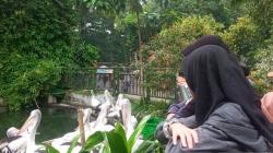 Asyik, Kebun Binatang Ragunan Tambah Fasilitas Perpustakaan buat Pengunjung