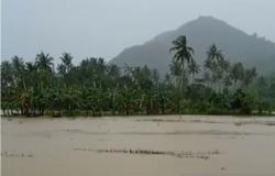 Aliran Irigasi Meluap, Ratusan Hektare Padi di NTB Terendam Banjir<