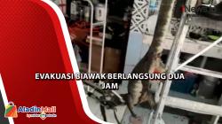 Petugas Evakuasi Biawak dari Plafon Rumah Warga di Palangka Raya