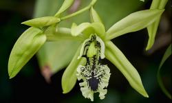 Mengenal Anggrek Hitam Khas Kalimantan yang Sudah Berkurang