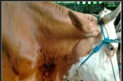 2.410 Sapi di Sleman Terpapar LSD, Bergejala Ringan Sah untuk Kurban
