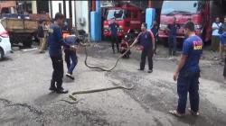 Petugas Damkar Parepare Tangkap Sepasang Ular Piton Sepanjang 3 Meter<