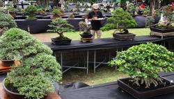 Festival Bonsai Bangkitkan Ekonomi Kreatif Kota Solo