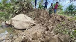 Gajah Jinak di Aceh Timur Mati Diinjak-Injak Gajah Liar