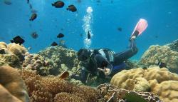 Juara Wisata Air, Begini Pesona Keindahan Bawah Laut Pulau Rubiah Sabang