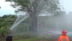 1 Warga Parepare Disengat Tawon Vespa hingga Dirawat di RS, Sarang Dimusnahkan