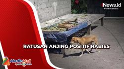 Ratusan Anjing di Karangasem Positif Rabies