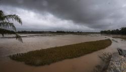 400 Hektare Sawah Gagal Panen akibat Terendam Banjir di Pandeglang