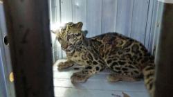 Macan Dahan Kalimantan, Dipercaya Hewan Jelmaan yang Bisa Berubah Wujud Jadi Manusia