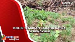 Polisi Temukan Ladang Ganja Seluas 1 Hektare di Bengkulu, Pemilik Berkedok Kebun Kopi