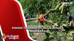 Timpa Pengendara Motor, Pohon Tumbang di Jalur Wisata Maribaya