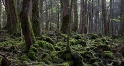 Fakta Hutan Aokigahara di Jepang Paling Menakutkan, Sekali Masuk Sulit Keluar Kembali