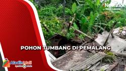 Timpa Kios hingga Hancur, Pohon Waru Tumbang di Pemalang