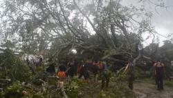 Pohon Beringin Ditanam Bung Karno di Atambua Tumbang Diterjang Badai Angin