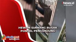 Viral! Ponsel Pengunjung Dirusak Hewan Siamang di Ragunan saat Rekam Lewati Garis Batas
