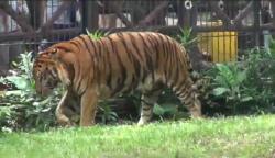 Tahun Baru, Kebun Binatang Surabaya Kenalkan Sepasang Harimau Benggala