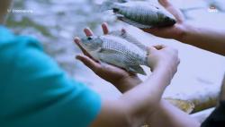 Fenomena Ikan Berterbangan ke Darat, Pemkot Jakut : Aman Dikonsumsi