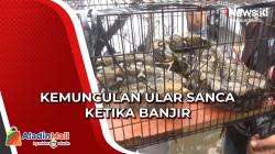 Kemunculan Ular Sanca Sepanjang 3 Meter ketika Banjir Kagetkan Warga Koja