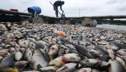 Penampakan Ribuan Ikan Mati Massal di Waduk Kedung Ombo Boyolali