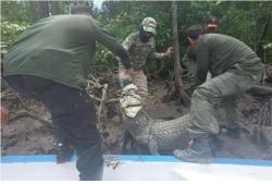 4 Buaya Muara Hasil Tangkapan Warga di Konawe Selatan Dievakuasi Petugas BKSDA, 2 Sudah Mati