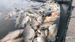  Ribuan Ikan di Waduk Kedung Ombo Boyolali Mati Massal, Petani Rugi Miliaran Rupiah