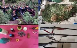 Ladang Ganja Ditemukan dalam Kebun Kopi, Pemilik Kabur Tinggalkan Senpi