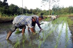 DIY Surplus Beras 100 Persen, DPKP DIY: Jogja Mampu Hadapi Ancaman Krisis 2023