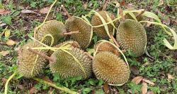 Mencicipi Durian Khas Pelabuhanratu dari Kebun, Ada si Cokelat dan si Susu yang Paling Lezat