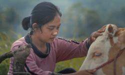 Bisakah Perempuan Sukses Ikut Karapan Sapi? Nonton Vision+ Originals Piknik Pesona: Marsiti dan Sapi-Sapi 