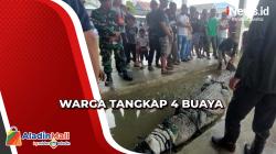 Kerap Memakan Korban Jiwa, 4 Buaya di Konawe Selatan Ditangkap Warga