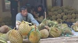 Durian Palabuhanratu Sukabumi Laris Manis, Tengkulak di Cikakak Raup Omzet Rp75 Juta