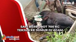 Kronologi Sapi Berbobot 700 Kg Terjun ke Sumur karena Kaget saat Diturunkan dari Truk