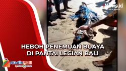 Sempat Dikira Kayu, Begini Penampakan Buaya yang Ditemukan di Pinggir Pantai Legian