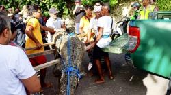 Buaya di Pantai Legian Mati, Bangkainya Telah Dikubur