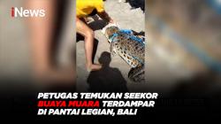 Petugas Temukan Seekor Buaya Muara Terdampar di Pantai Legian, Bali 