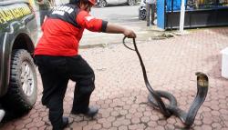 Detik-Detik Damkar Tangkap Ular King Cobra Sepanjang 3 Meter