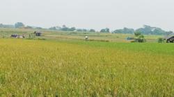 Kabar Baik, Perum Bulog Akan Serap Beras Petani Mulai Maret 2023