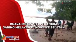 Detik-Detik Buaya Muara Terperangkap Jaring Nelayan di Konawe Selatan, Begini Penampakannya