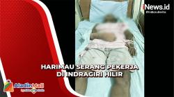 Diserang Harimau saat Bekerja, Penanam Kayu di Riau Kritis