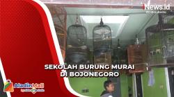 Burung Murai Juga Punya Sekolah di Bojonegoro, Begini Pelatihannya